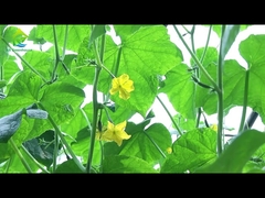 Serra automatica con profondità di luce, larghezza 8 -11 m, ecologica