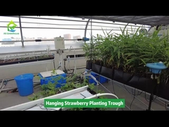 Piantagione di fragole appese in una trincea risparmio di spazio