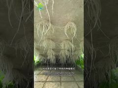 Sistema di coltivazione senza suolo DWC