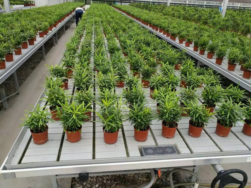 Ebb Flow Hydroponic Mobile Hydroponic Soilless Culture Grow Tables Rolling Bench per la semina