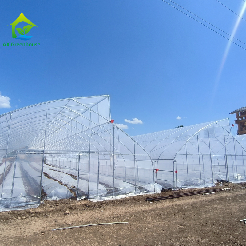 Progettazione a dente di segale a singolo tracciato Tuneo serra a pellicola di plastica tropicale personalizzato per la coltivazione di verdure