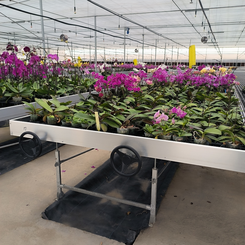 Ebb And Flood Hydroponic Movable Table Rolling Bench per la coltivazione di piante in serra