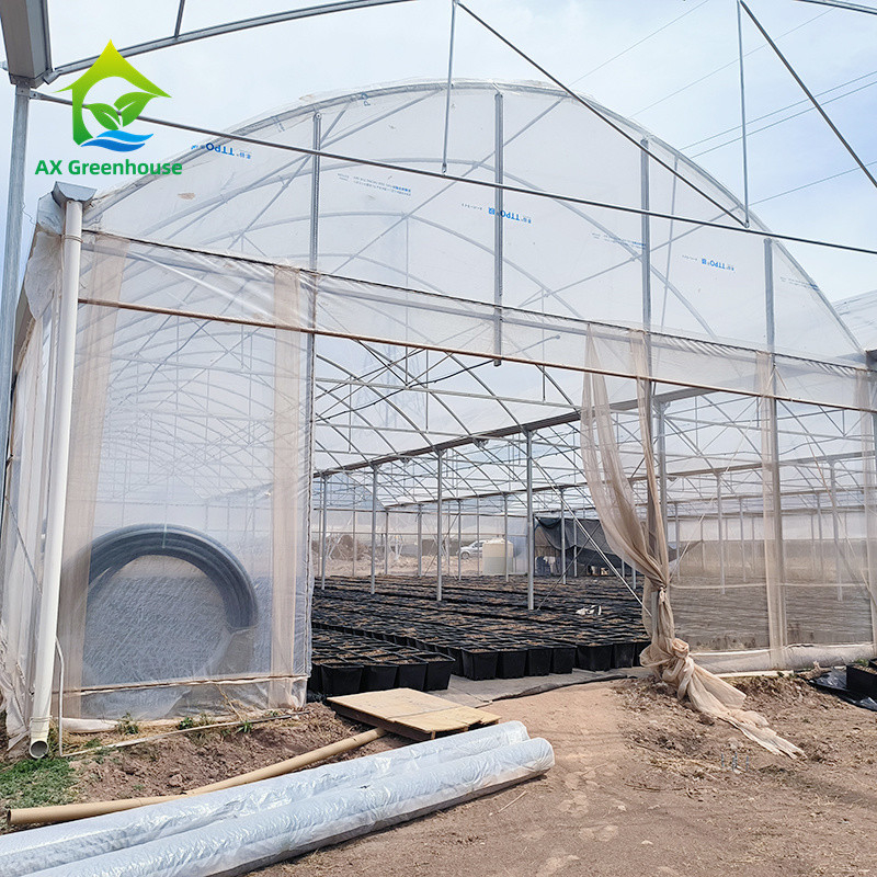 Struttura di telaio metallico tropicale a più strisce Pomodoro Polytunnel Serra per frutta e verdura
