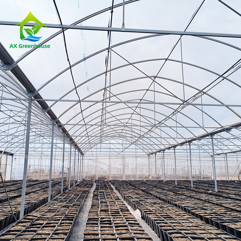 Struttura di telaio metallico tropicale a più strisce Pomodoro Polytunnel Serra per frutta e verdura
