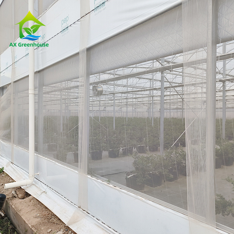 Struttura di telaio metallico tropicale a più strisce Pomodoro Polytunnel Serra per frutta e verdura