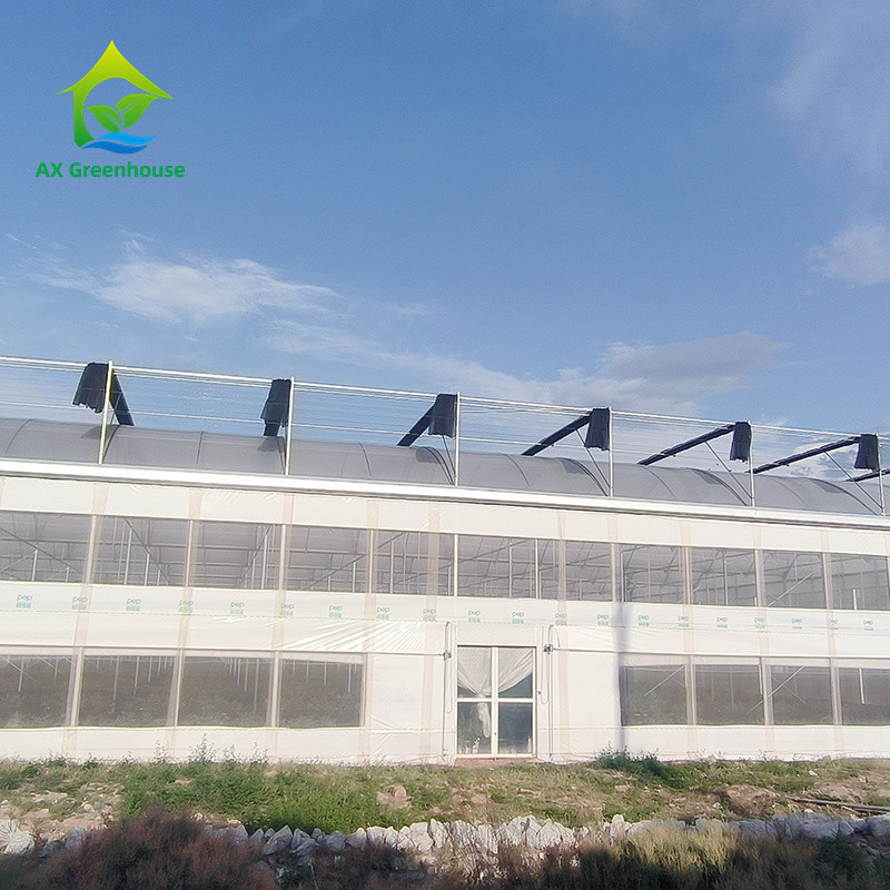 Struttura di telaio metallico tropicale a più strisce Pomodoro Polytunnel Serra per frutta e verdura