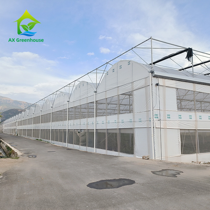 Struttura di telaio metallico tropicale a più strisce Pomodoro Polytunnel Serra per frutta e verdura
