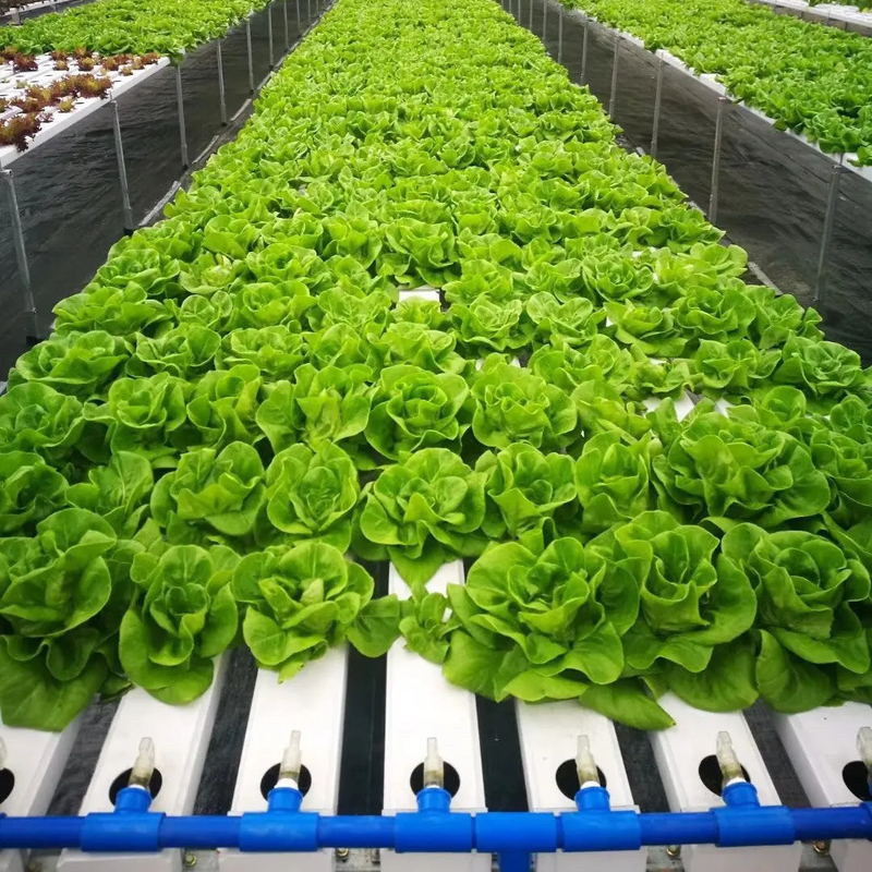Agricoltura in ambienti chiusi senza suolo Coltivazione di fragole Tubo in PVC per la coltivazione idroponica Sistema NFT in vendita