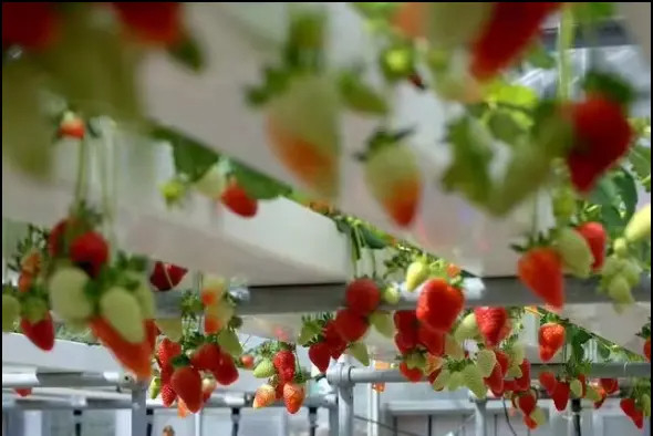 Agricoltura in ambienti chiusi senza suolo Coltivazione di fragole Tubo in PVC per la coltivazione idroponica Sistema NFT in vendita
