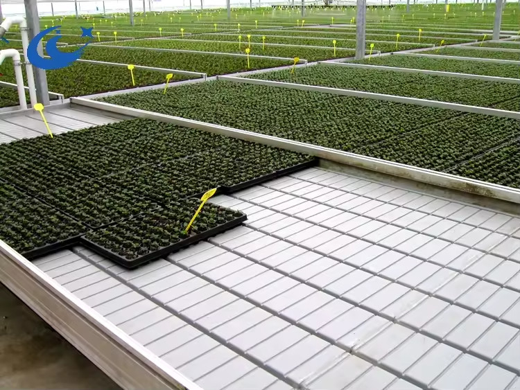 Banchi a rotelle in serra Tavola di coltivazione per piante di pomodoro Semelamento Sistema di irrigazione a scarico