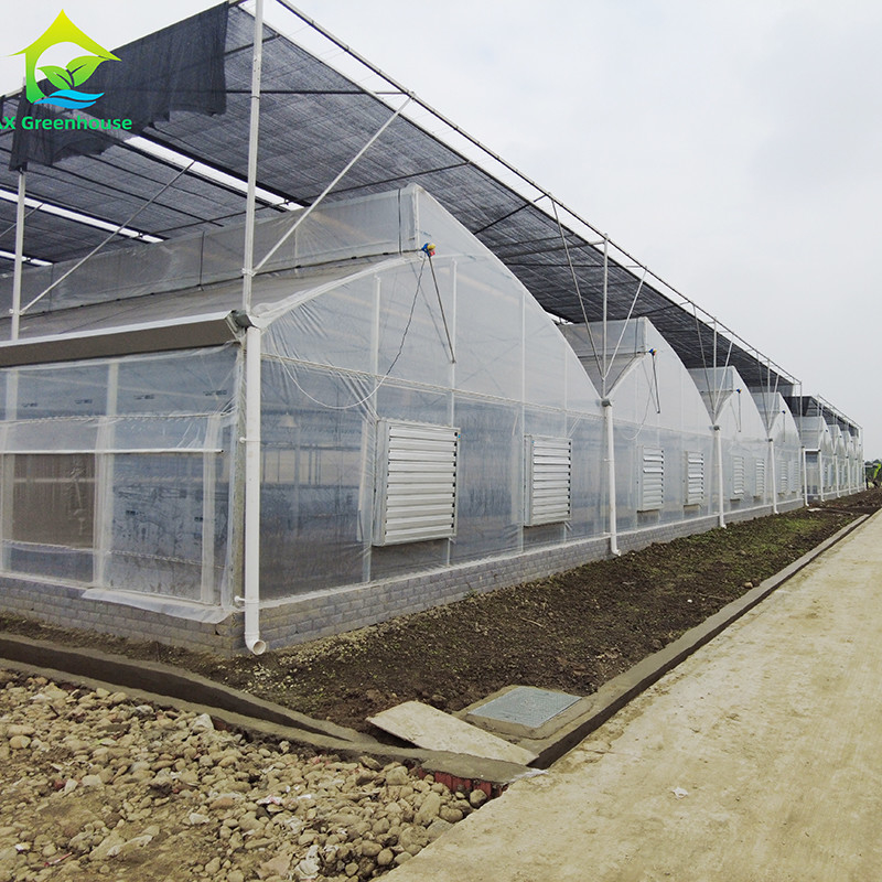 Fiamma di plastica di acciaio galvanizzato a caldo a lunga durata serra agricola per frutta