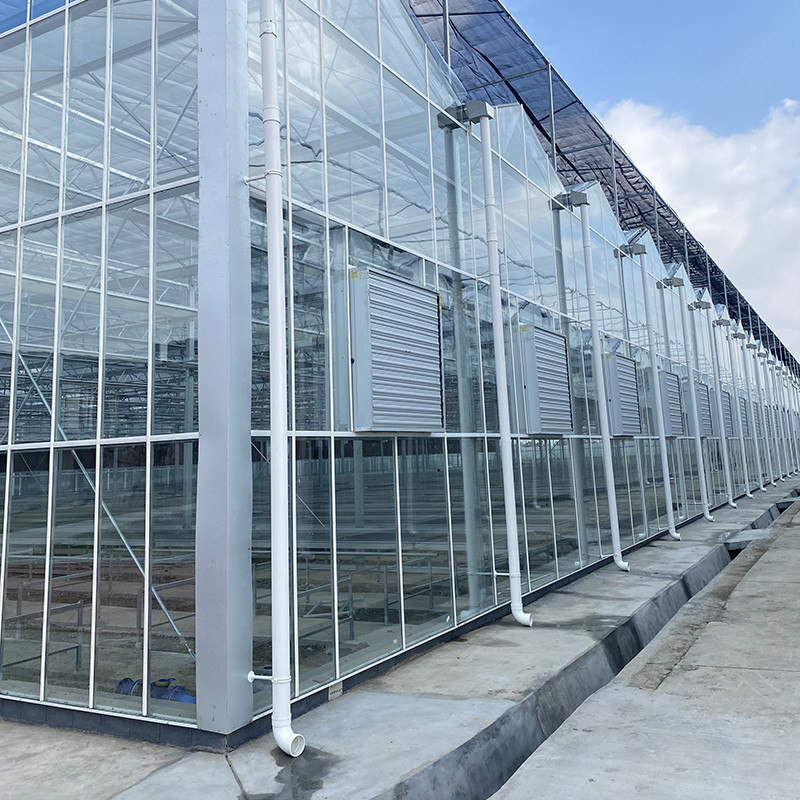 Struttura in acciaio galvanizzato a caldo e copertura di vetro rinforzata per una ventilazione ottimale nelle serre di vetro agricole