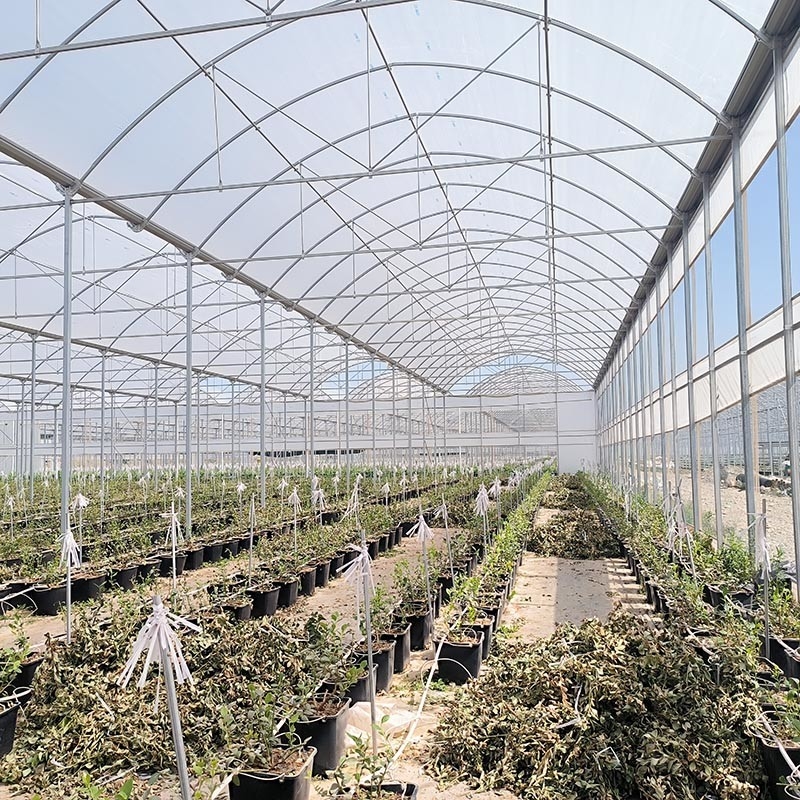 Struttura in acciaio Agricoltura Poli-Tunnel Ombra nera Serra multi-span con sistema di raffreddamento opzionale