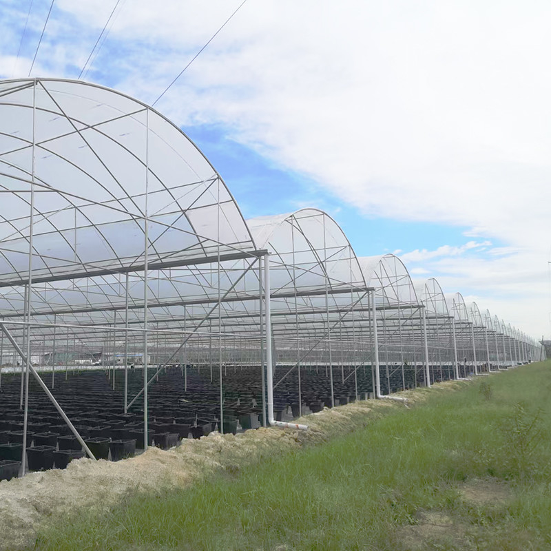 Serra a pellicola di plastica resistente ai raggi UV di 30x10m per pomodori e verdure con rivestimento a pellicola