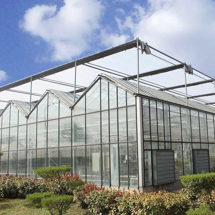 Serra di pomodori in vetro temperato a caldo in acciaio galvanizzato multi-span Venlo per condizioni di crescita ottimali