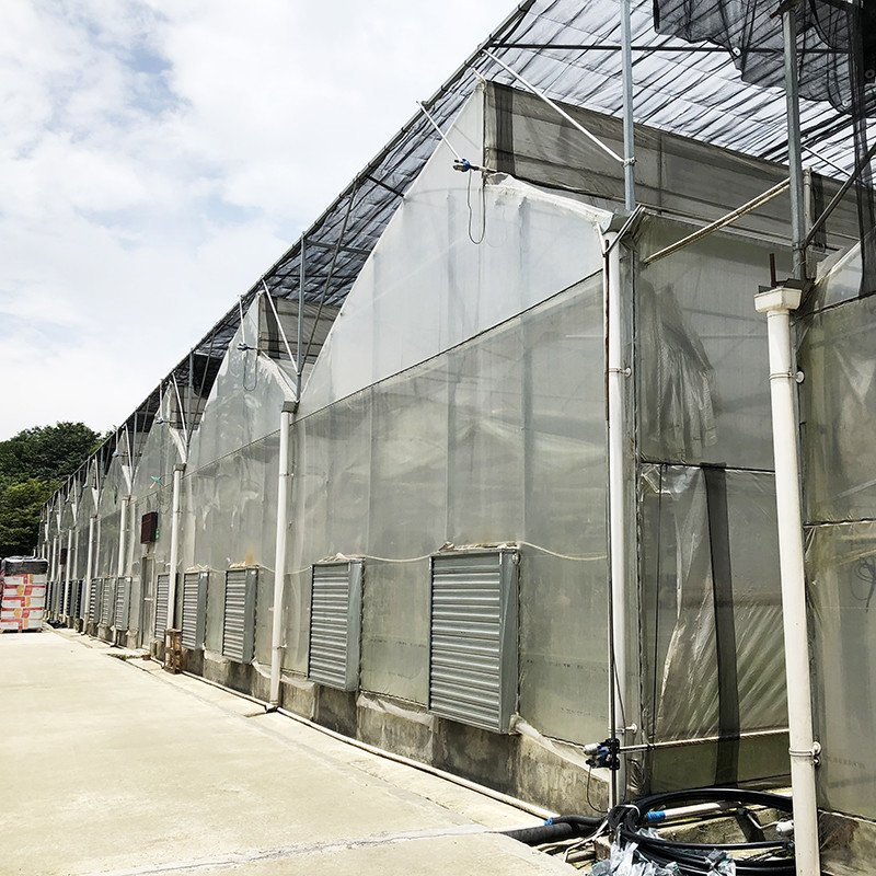 Struttura in acciaio Testa segata Polifilm a tunnel basso Serra agricola multi-span per la produzione vegetale sostenibile
