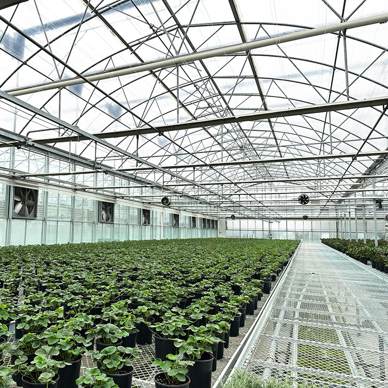 Struttura in acciaio Pellicola resistente ai raggi UV Tuneo poli-multi-span Serra per pomodori