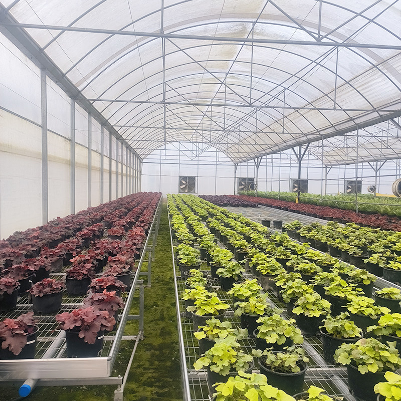 Vendita a caldo Serre a pellicola resistente agli UV per pomodori