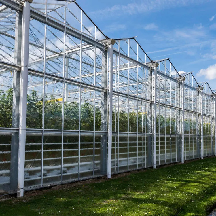 Struttura in acciaio galvanizzato a caldo e copertura di vetro rinforzata per una ventilazione ottimale nelle serre di vetro agricole