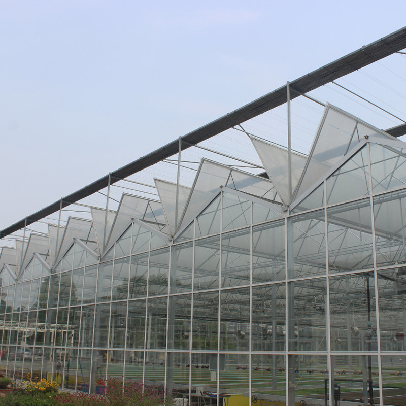 Serra di pomodori in vetro temperato a caldo in acciaio galvanizzato multi-span Venlo per condizioni di crescita ottimali