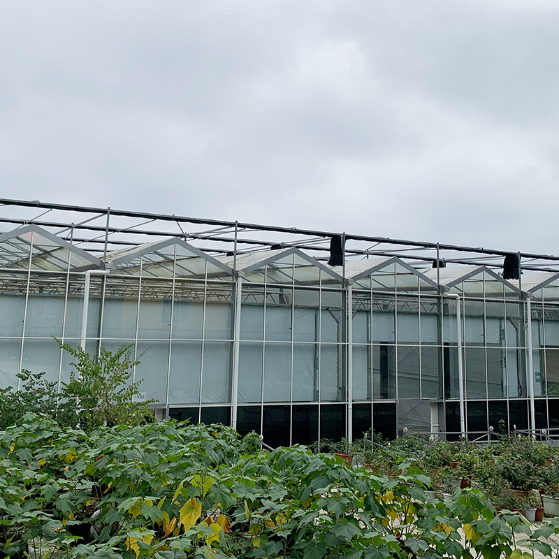 Struttura in acciaio galvanizzato a caldo Ventilazione automatica Vetro agricolo Venlo Serra per semini di pomodori multi-span