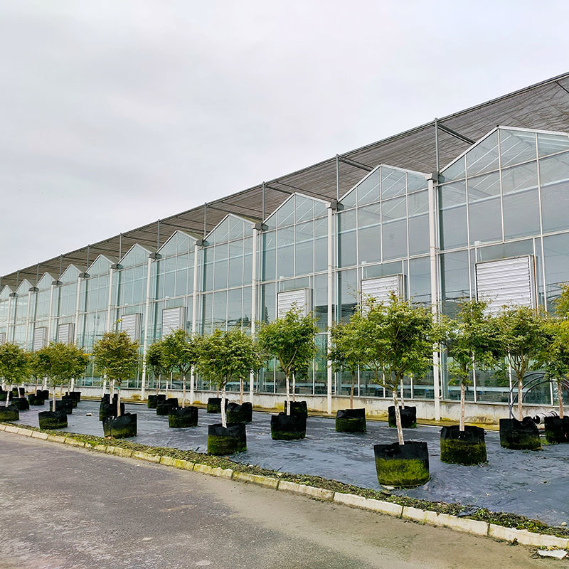 Struttura in acciaio galvanizzato a caldo Ventilazione automatica Vetro agricolo Venlo Serra per semini di pomodori multi-span