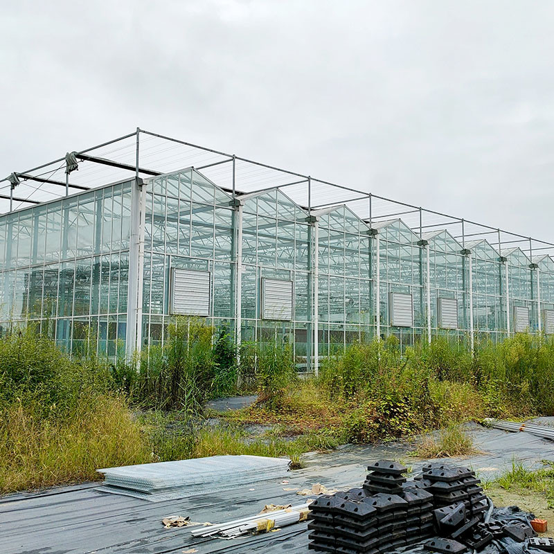 Struttura in acciaio galvanizzato a caldo Ventilazione automatica Vetro agricolo Venlo Serra per semini di pomodori multi-span
