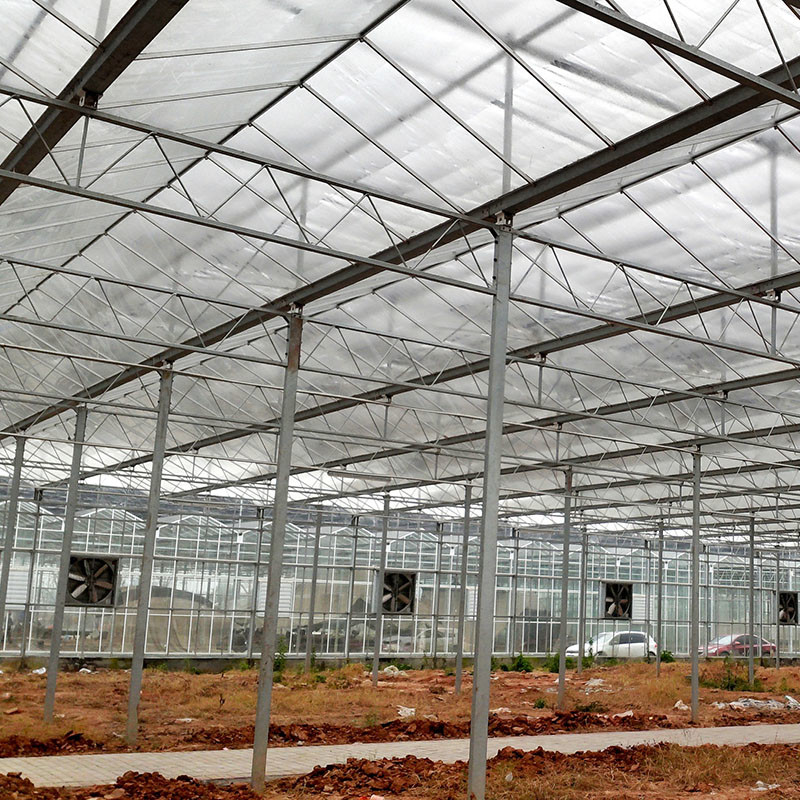 Ventilazione automatica vetro agricolo Venlo grandi gallerie Tomato serre con sistema di raffreddamento pad e sistema di ventilatore
