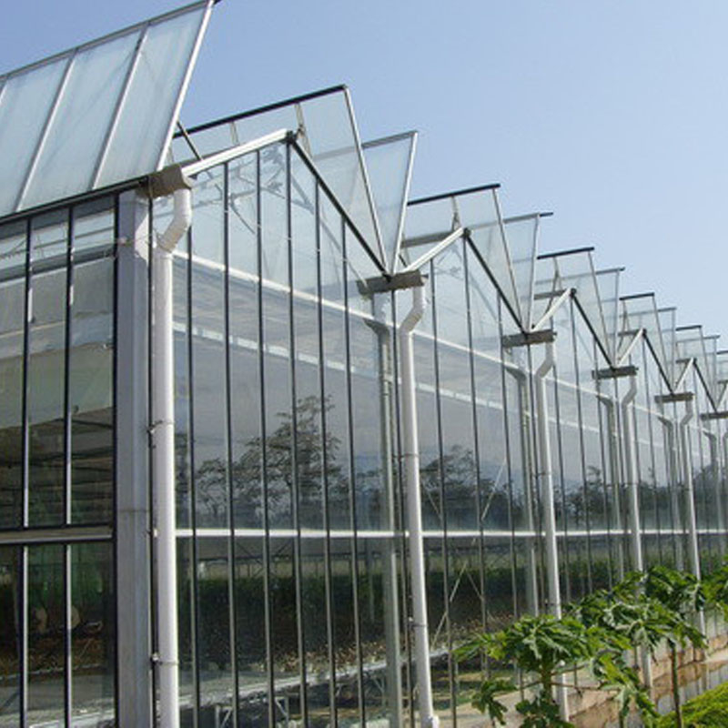 Ventilazione automatica vetro agricolo Venlo grandi gallerie Tomato serre con sistema di raffreddamento pad e sistema di ventilatore