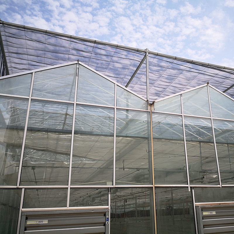 Ventilazione automatica vetro agricolo Venlo grandi gallerie Tomato serre con sistema di raffreddamento pad e sistema di ventilatore