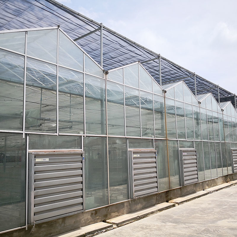 Ventilazione automatica vetro agricolo Venlo grandi gallerie Tomato serre con sistema di raffreddamento pad e sistema di ventilatore