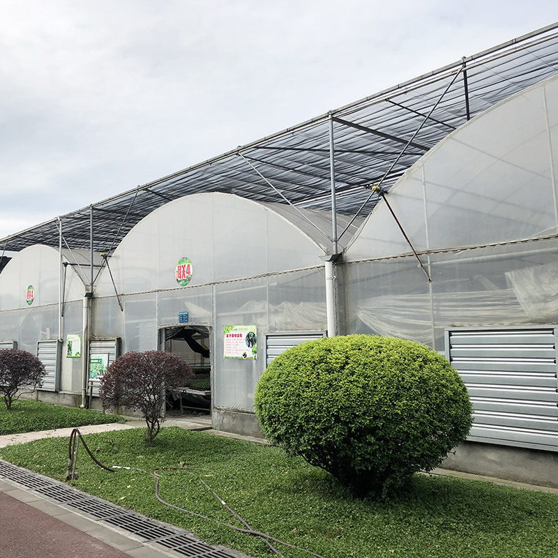 Struttura in acciaio Grande galleria su misura Multi-span di plastica Blueberry serra per la crescita di struttura stabile