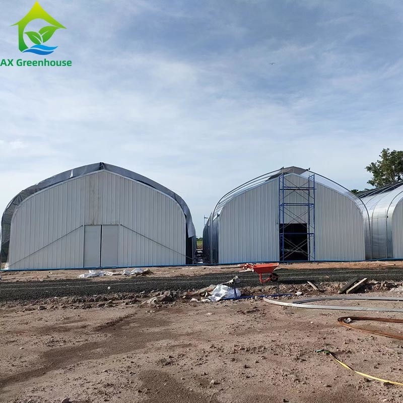 Tenda di serra a pellicola singola per l'agricoltura commerciale