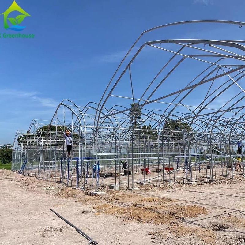 Tenda di serra a pellicola singola per l'agricoltura commerciale