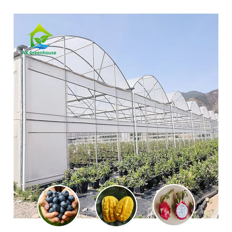 Struttura in acciaio Grande galleria su misura Multi-span di plastica Blueberry serra per la crescita di struttura stabile