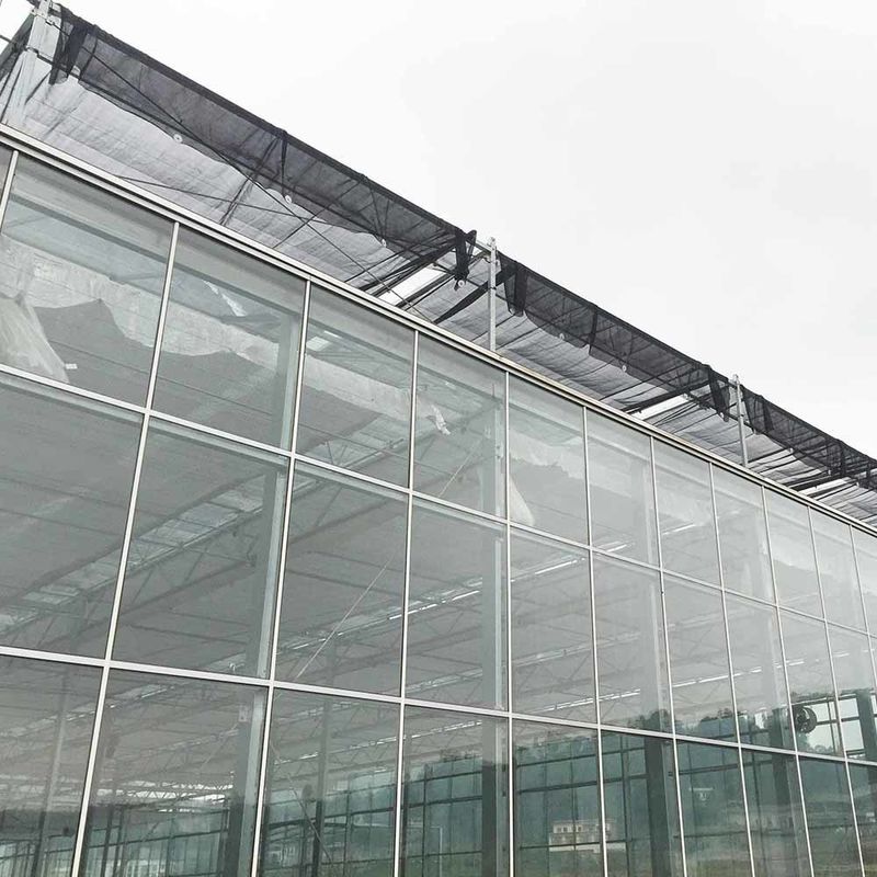 Serra agricola in vetro in stile Venlo a lunghezza multipla con taglia triangolare e ventilazione laterale superiore per la ventilazione