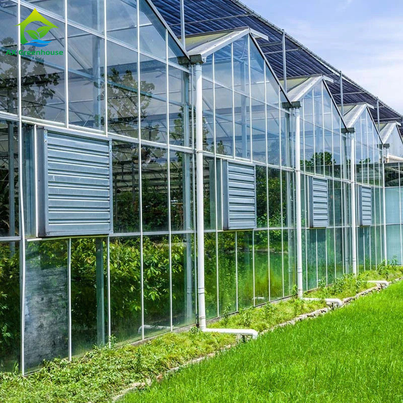 Serra in vetro di tipo Venlo per agricoltura, ingegneria olandese, telaio zincato per idroponica