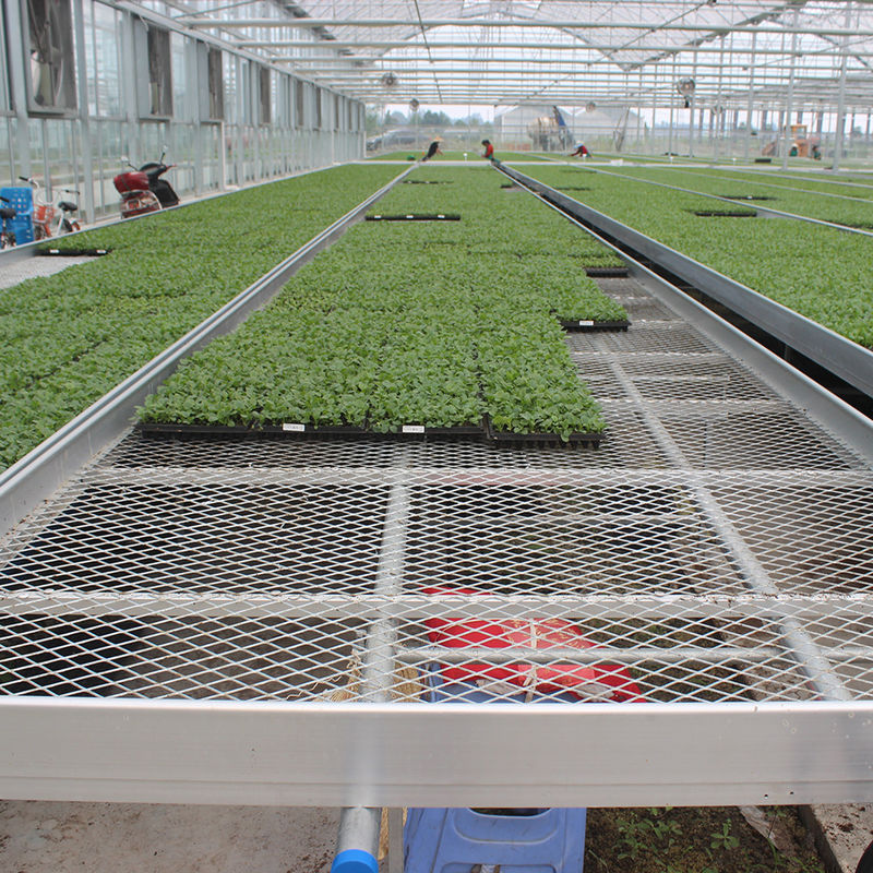 Tavolo da coltivazione a rulli per serra personalizzato con vantaggio di facile costruzione e struttura in acciaio zincato a caldo