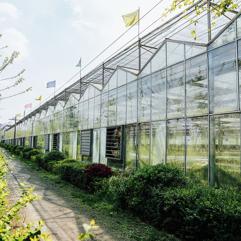 Serra in vetro di tipo Venlo per agricoltura, ingegneria olandese, telaio zincato per idroponica