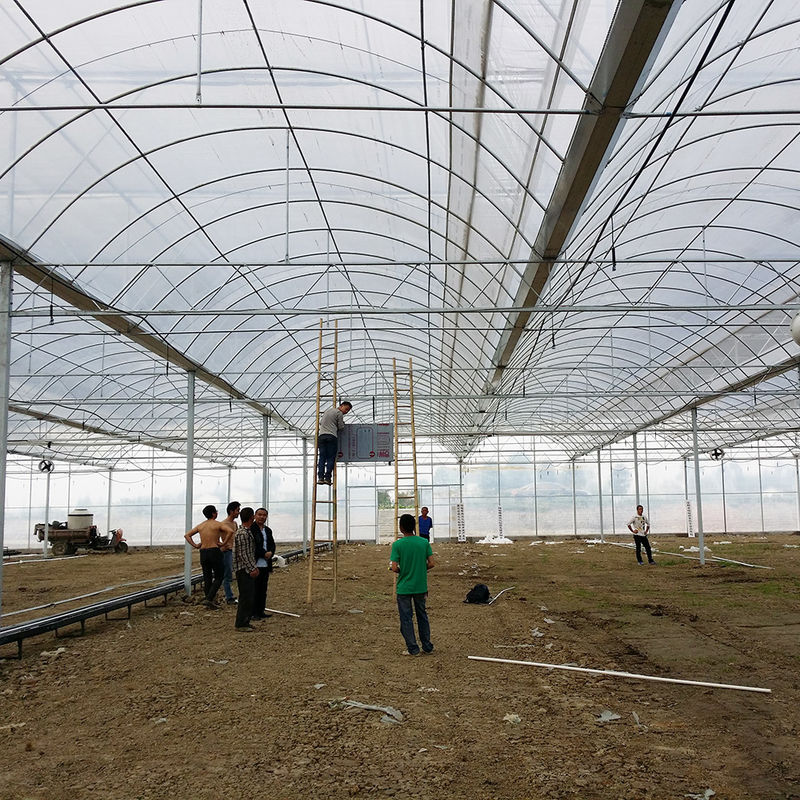 Serra Tunnel in Polietilene Affidabile con Struttura in Acciaio Antiruggine, Film Duraturo per Pomodori