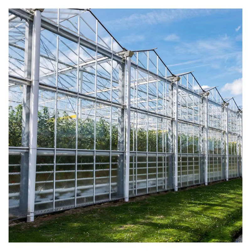 Serra in vetro di tipo Venlo per agricoltura, ingegneria olandese, telaio zincato per idroponica