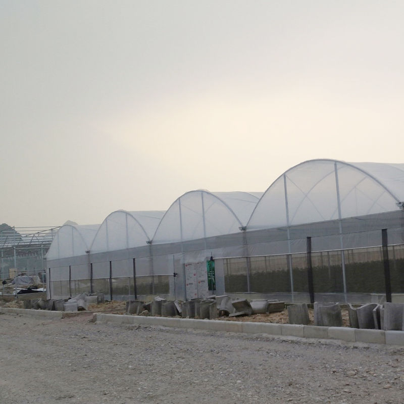 Commerciale Polytunnel Multi-Span Serra Modular Design Coltivazione su larga scala Film UV in acciaio galvanizzato