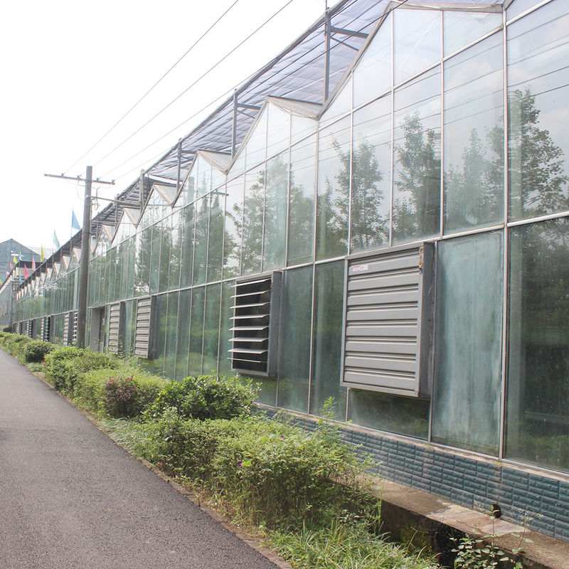 Serra in vetro di tipo Venlo per agricoltura, ingegneria olandese, telaio zincato per idroponica