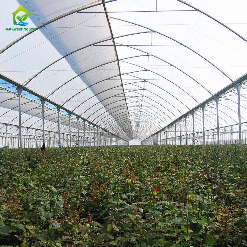 Grande serra a pellicola multi-span per la coltivazione di ortaggi a foglia, pomodori, cetrioli, peperoni, melanzane, fragole, anguria