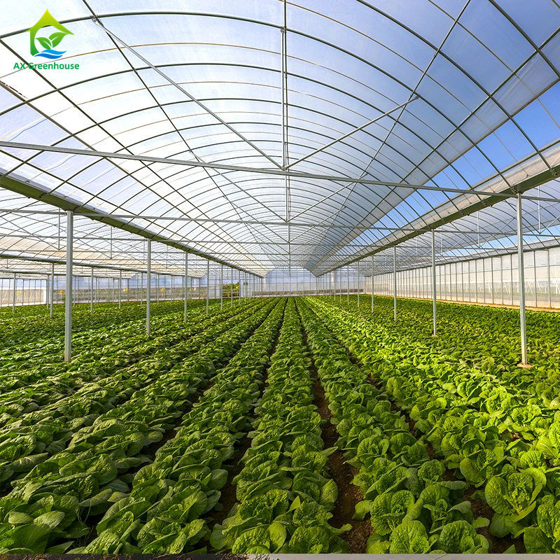 Grande serra a pellicola multi-span per la coltivazione di ortaggi a foglia, pomodori, cetrioli, peperoni, melanzane, fragole, anguria