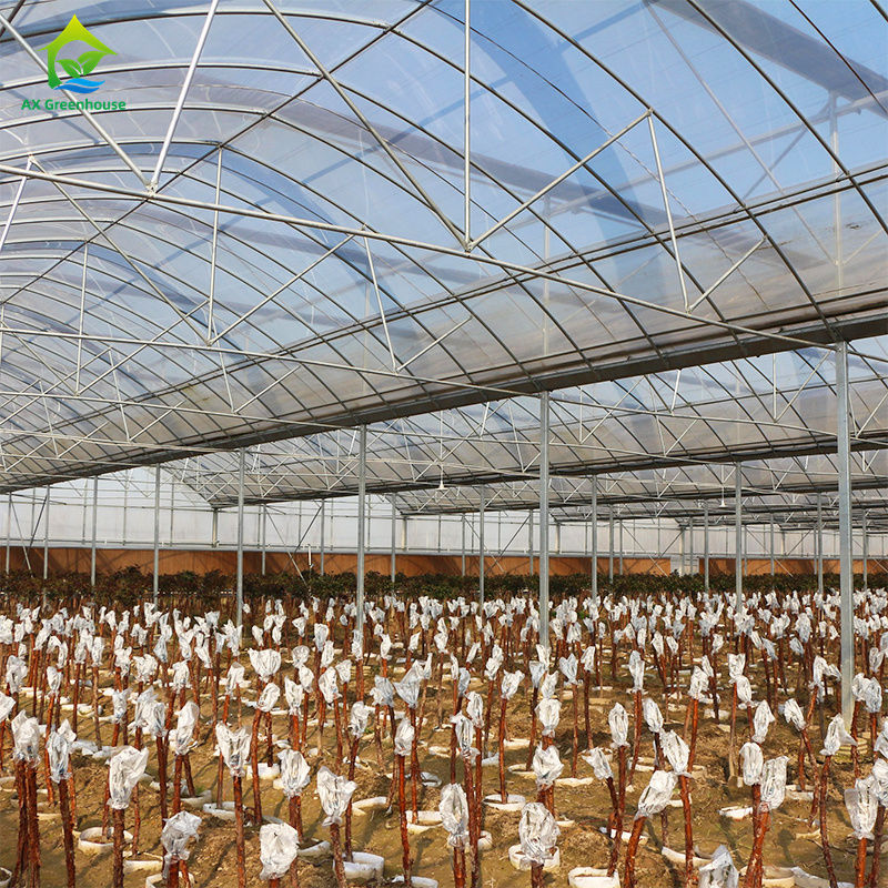 Grande serra a pellicola multi-span per la coltivazione di ortaggi a foglia, pomodori, cetrioli, peperoni, melanzane, fragole, anguria