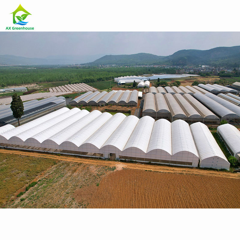 Serre multi-campata agricole su larga scala | Fabbrica di serre professionale per la personalizzazione di massa